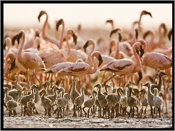 Tanzania, Flamingi, Pisklęta